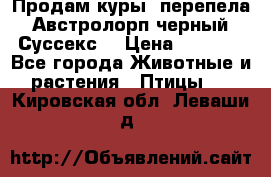 Продам куры, перепела. Австролорп черный. Суссекс. › Цена ­ 1 500 - Все города Животные и растения » Птицы   . Кировская обл.,Леваши д.